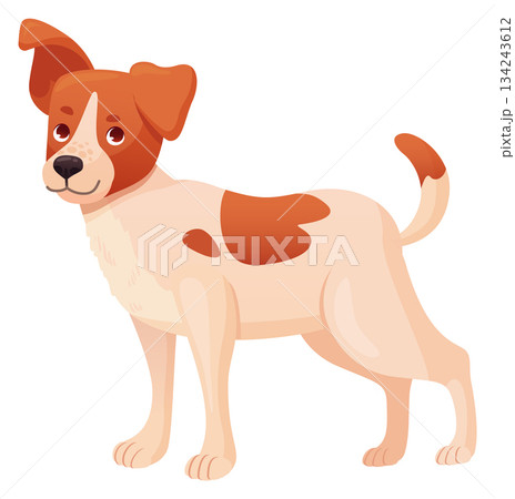 Happy jack russel terrier puppy. Little dog 134243612
