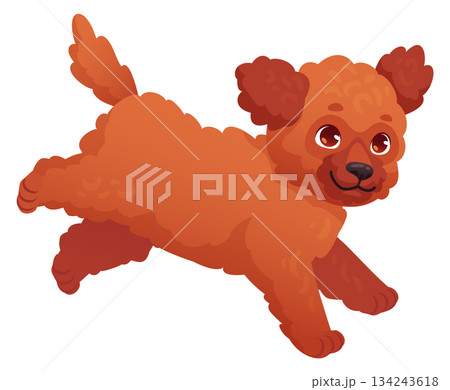 Fluffy brown puppy running. Funny little dog 134243618