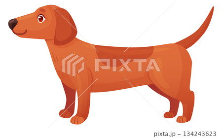 Dachshund puppy in friendly standing pose. Cute pet with playful tail 134243623