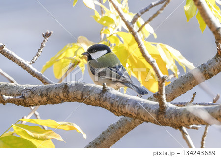 木にとまるシジュウカラ 木にとまるシジュウカラ 134243689