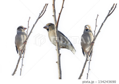 枝にとまるシメの切り抜き画像 134243690