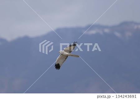 飛翔するハイイロチュウヒ 134243691