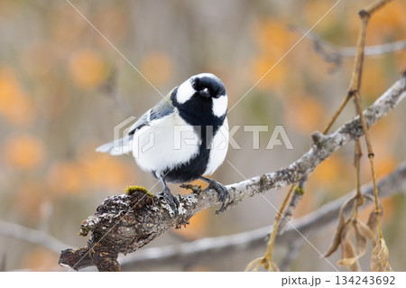木にとまるシジュウカラ 134243692