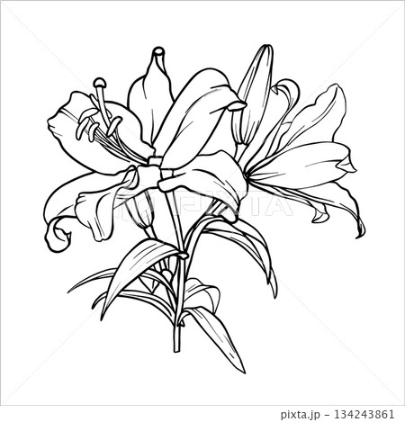 A bouquet of lily flowers. Vector Lilies illustration. Flower drawing in line art style. Botanical sketch Lily painted by black inks. Bouquet of Lilies. Graphics element outline of Flower EPS10 A bouquet of lily flowers. Vector Lilies illustration. Flower drawing in line art style. Botanical sketch Lily painted by black inks. Bouquet of Lilies. Graphics element outline of Flower EPS10 134243861