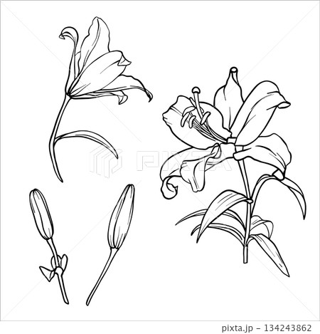 Lilies vector set. Flower graphic illustration. Lily drawing in line art style. Flower sketch painted by black inks. Collection of lily flowers. Vector lili clip art. Outline of Lilies engraving EPS10 134243862