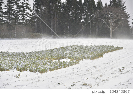 冬の乙部町で雪に埋もれた大根畑の風景を撮影 冬の乙部町で雪に埋もれた大根畑の風景を撮影 134243867