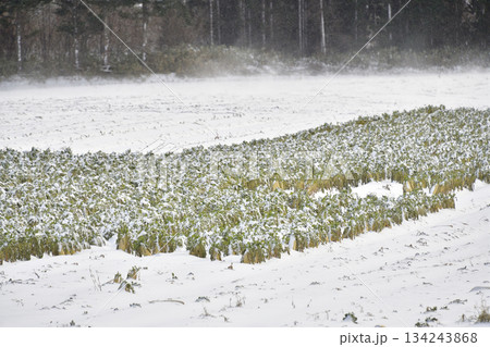 冬の乙部町で雪に埋もれた大根畑の風景を撮影 134243868