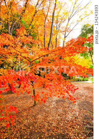 晩秋の浮間公園 もみじと銀杏の紅葉 晩秋の浮間公園 もみじと銀杏の紅葉 134243893