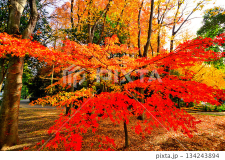 晩秋の浮間公園 もみじと銀杏の紅葉 晩秋の浮間公園 もみじと銀杏の紅葉 134243894