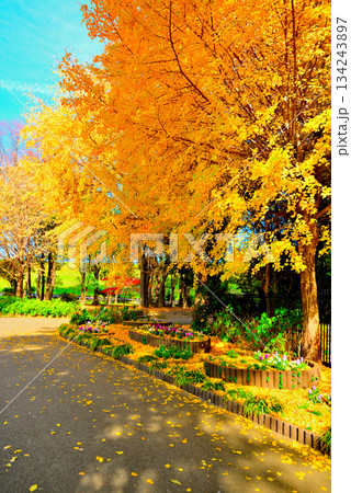 晩秋の浮間公園 もみじと銀杏の紅葉 晩秋の浮間公園 もみじと銀杏の紅葉 134243897