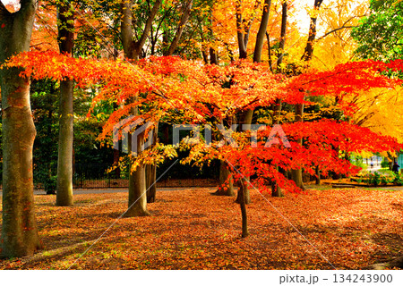 晩秋の浮間公園 もみじと銀杏の紅葉 晩秋の浮間公園 もみじと銀杏の紅葉 134243900