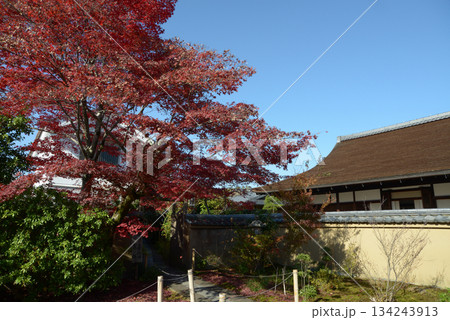 秋の大徳寺　大慈院境内から瑞峯院を望む　京都市北区紫野 134243913