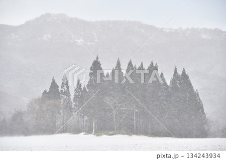 冬の北海道乙部町で吹雪の林の風景を撮影 134243934