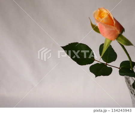 花瓶に入ったバラの花 134243943