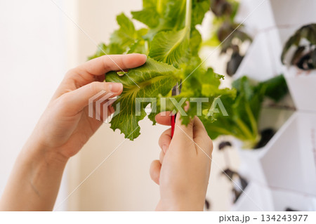 Close-up hands cutting crisp green lettuce from modern vertical hydroponics setup, fresh produce and sustainable gardening practices for healthy eating. Concept of modern soilless farming. 134243977