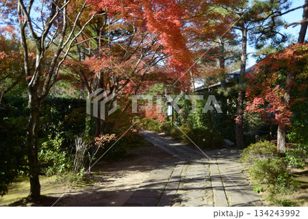 秋の大徳寺　正受院の境内　京都市北区紫野 134243992