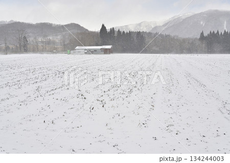 冬の北海道乙部町で雪をかぶった田畑の風景を撮影 134244003