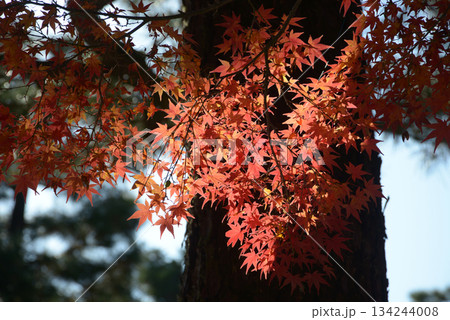 秋の大徳寺 境内の紅葉 京都市北区紫野 秋の大徳寺 境内の紅葉 京都市北区紫野 134244008