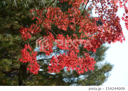 秋の大徳寺 境内の紅葉 京都市北区紫野 秋の大徳寺 境内の紅葉 京都市北区紫野 134244009