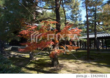 秋の大徳寺 境内の紅葉 京都市北区紫野 秋の大徳寺 境内の紅葉 京都市北区紫野 134244011