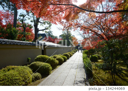 秋の大徳寺 芳春院参道の紅葉 京都市北区紫野 秋の大徳寺 芳春院参道の紅葉 京都市北区紫野 134244069