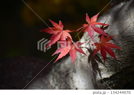秋の大徳寺 境内の紅葉 京都市北区紫野 秋の大徳寺 境内の紅葉 京都市北区紫野 134244070