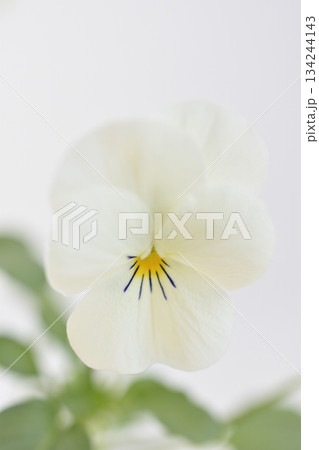 ビオラ ビオラ 134244143