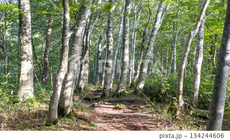 新緑、ブナ林の散歩道(大山鏡ヶ成) 新緑、ブナ林の散歩道(大山鏡ヶ成) 134244606