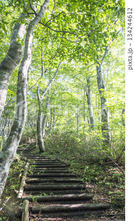 新緑、ブナ林の散歩道(大山鏡ヶ成） 134244612