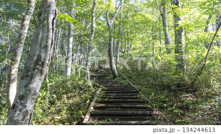 新緑、ブナ林の散歩道(大山鏡ヶ成） 134244613