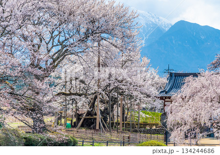山梨 山高神代桜 山梨 山高神代桜 134244686
