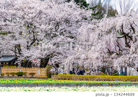 山梨 実相寺の桜 山梨 実相寺の桜 134244689