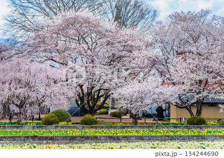 山梨 実相寺の桜 134244690