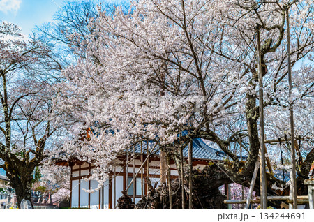 山梨 山高神代桜　 134244691