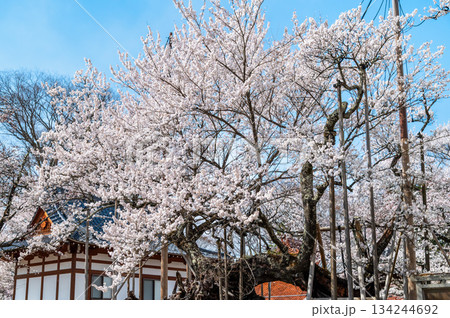山梨 山高神代桜　 134244692