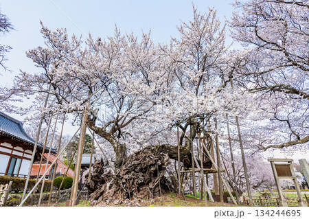 山梨 山高神代桜　 134244695
