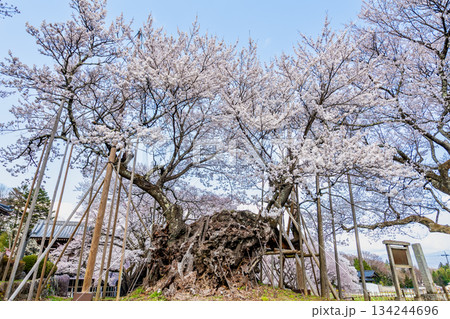 山梨 山高神代桜　 134244696