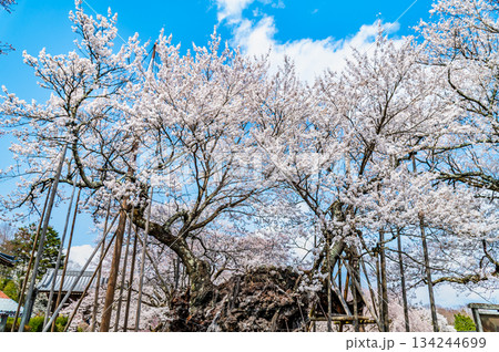 山梨 山高神代桜　 134244699