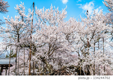 山梨 山高神代桜　 134244702