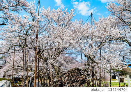 山梨 山高神代桜　 134244704