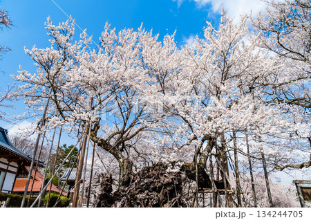 山梨 山高神代桜　 134244705