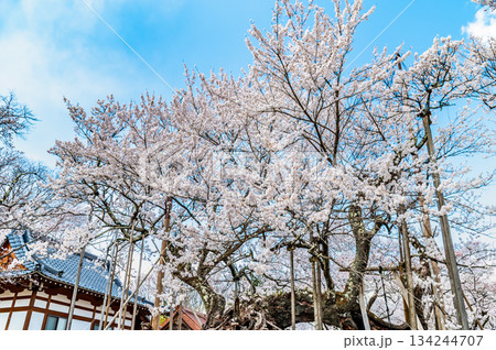 山梨 山高神代桜　 134244707
