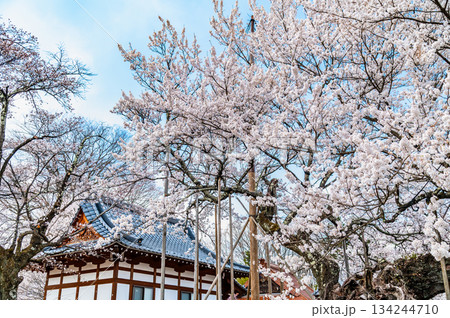 山梨 山高神代桜　 134244710