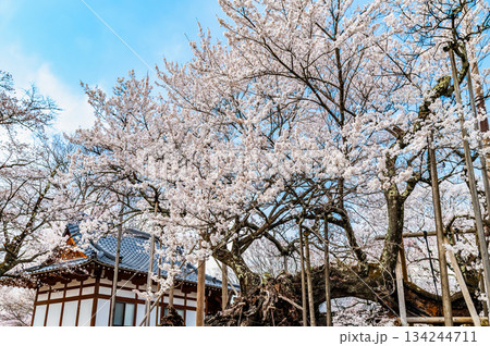 山梨 山高神代桜　 134244711