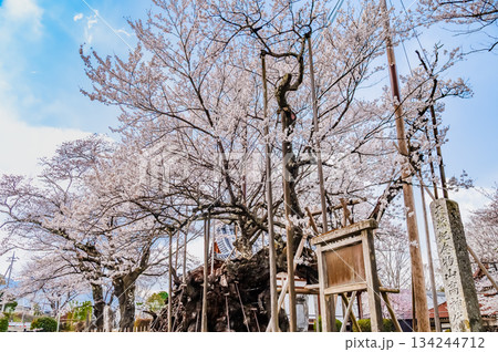 山梨 山高神代桜　 134244712