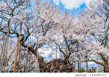 山梨 山高神代桜　 134244713