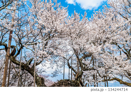 山梨 山高神代桜　 134244714