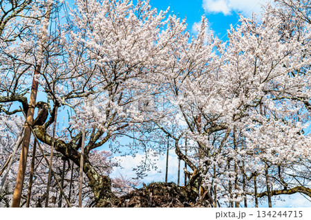 山梨 山高神代桜　 134244715