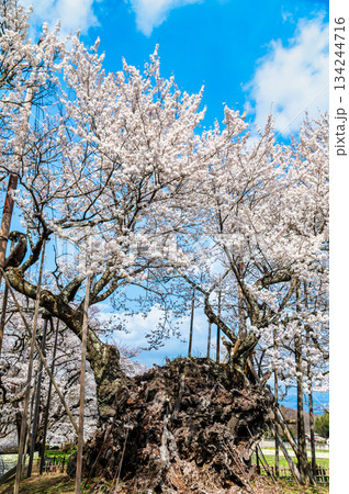 山梨 山高神代桜 山梨 山高神代桜 134244716