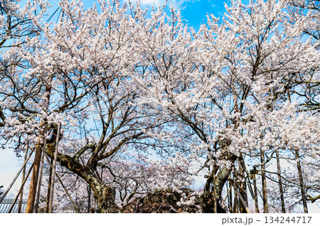 山梨 山高神代桜　 134244717
